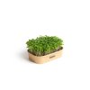 43027 sada pro domaci pestovani microgreens rukola