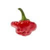 chilli JAMAICAN ROSSO