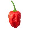 chilli NAGA MORICH