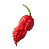 Bhut jolokia red