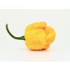 TRINIDAD MORUGA SCORPION YELLOW