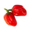 red savina habanero 10 x seeds 171 p