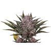 Pink Gelato