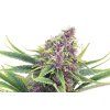 Purple Kush