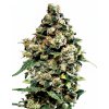 Jack Herer