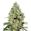 Super Critical