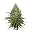 Super Lemon Haze