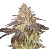 Black Toffee Auto