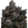 Frozen Black Cherry