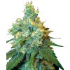 Jack Herer