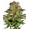 Super Bud