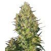 Shiva Skunk