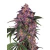 Sensi Purple Kush