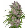 Purple Bud Automatic