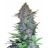 Purple Skunk Automatic