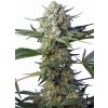 Crystal Candy F1 FV