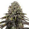 Dynamite Diesel