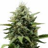 Fat Banana Auto - Royal Queen Seeds