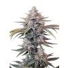 Cream Mandarine (1)