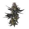 White Truffle Auto (1)