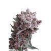 Tangie Smasher Auto