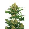 Tangerine Kush