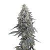 Georgia Cream Auto