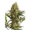 Strawberry Cube auto