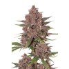 Black Haze Auto
