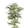 Monster Mash Auto