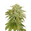 White Banana Auto