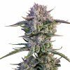 Strawberry Gorilla Auto - Fast Buds  Strawberry Gorilla Auto