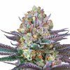 Tropic'ozz - Perfect Tree 6 pcs  Tropicana Cherry x Peach Ozz