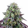 Rainbow Triangle - Perfect Tree 6 pcs  Perfect Triangle x Peach Ozz