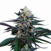 Spritz - Perfect Tree 6 pcs  Mimosa x Jet A