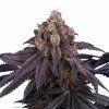 Red Red Wine - Perfect Tree 6 pcs  Rosay x Jet A