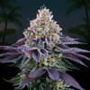 Coco Fresh - Perfect Tree 6 ks  Runtz x Coco Milk