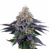 Coco Fresh - Perfect Tree 6 ks  Runtz x Coco Milk