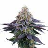 Coco Fresh - Perfect Tree 6 pcs  Runtz x Coco Milk