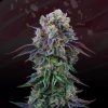 Coconut Cream - Perfect Tree 6 pcs  LA Kush Cake x Coco Milk