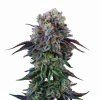 Coconut Cream - Perfect Tree 6 pcs  LA Kush Cake x Coco Milk