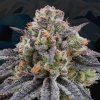 Artic Cherries - Perfect Tree 6 pcs  Zkittlez Cake x Divorce Cake x Cherrytini