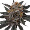 Cherry Crisp - Perfect Tree 6 pcs  LA Kush Cake x Cherrytini