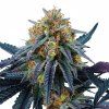 Peach Sherbet OG - Perfect Tree 6 seeds  Falcon 9 x Peach Ozz