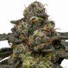 Zombie Bride - Ripper Seeds
