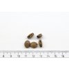 Standard walnut blocks continental 01
