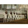 Pohlednice, Spanische Hofreischule, 1968 0490