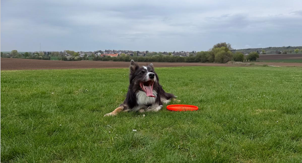 Frisbee pro psy: Skvělá zábava, trénink i zdraví v jednom