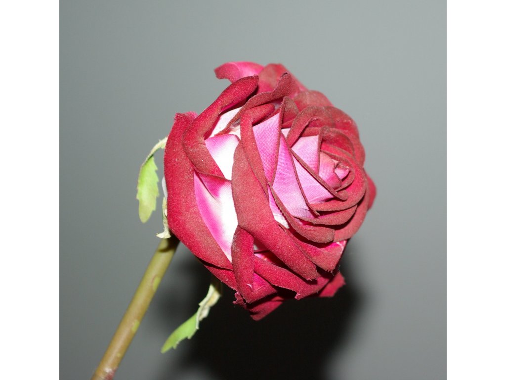 červená růže