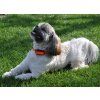 DogTrace - d-control; professional 1000 ORANGE ONE 6